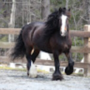 Meet your Posher, Janice